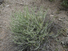 Psilostrophe cooperi