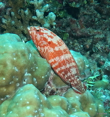 Cephalopholis urodeta