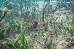 Parupeneus barberinoides