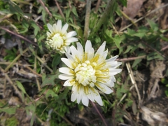 Taraxacum coreanum