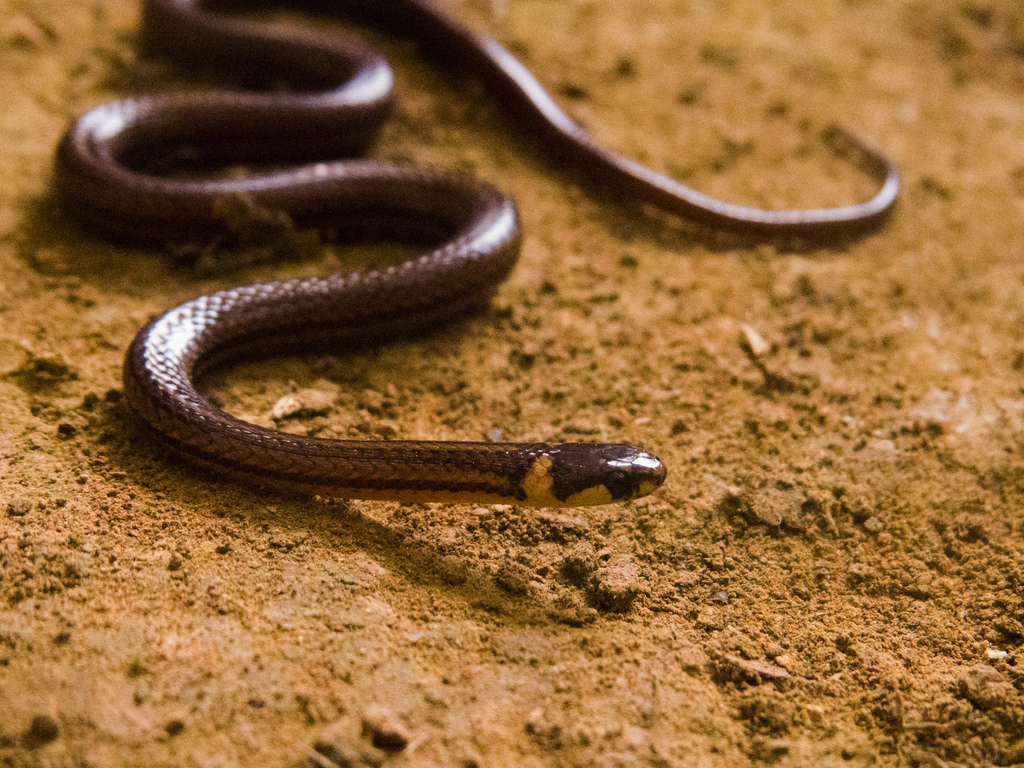Litter Snake