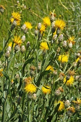 Centaurea chartolepis