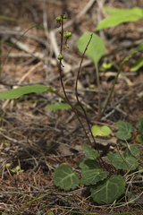 Pyrola renifolia
