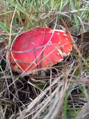 Amanita muscaria