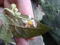 Solanum schlechtendalianum, photograph (c) Guillaume Delaitre, some rights reserved (CC BY)