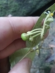 Solanum schlechtendalianum, photograph (c) Guillaume Delaitre, some rights reserved (CC BY)