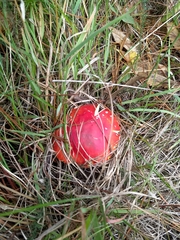 Amanita muscaria