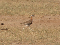 Cursorius coromandelicus