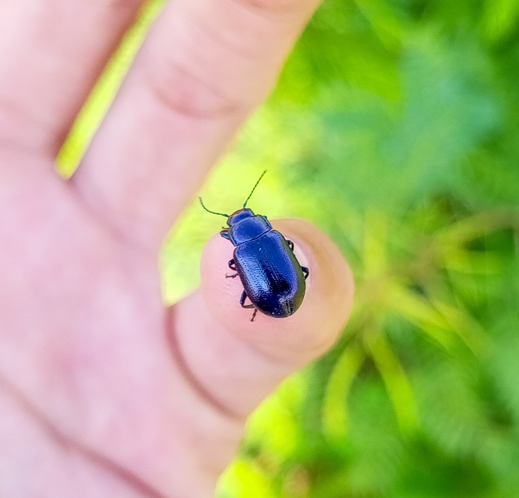 Chrysolina mellyi