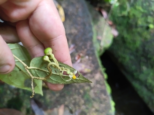 Solanum schlechtendalianum, photograph 4