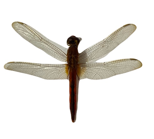 Scarlet Skimmer