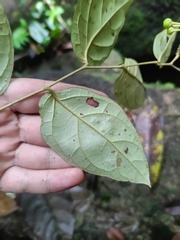 Solanum schlechtendalianum, photograph (c) Guillaume Delaitre, some rights reserved (CC BY)
