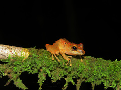 Pristimantis cerasinus