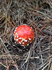 Amanita muscaria