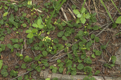 Pyrola renifolia