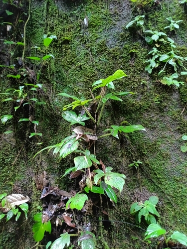 Philodendron squamiferum, photograph 1
