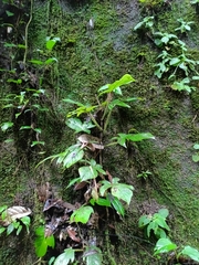 Philodendron squamiferum