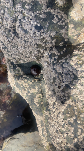 Atlantic Beadlet Anemone