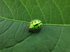 Coptocycla adamantina