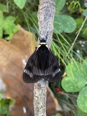 Dysschema leucophaea