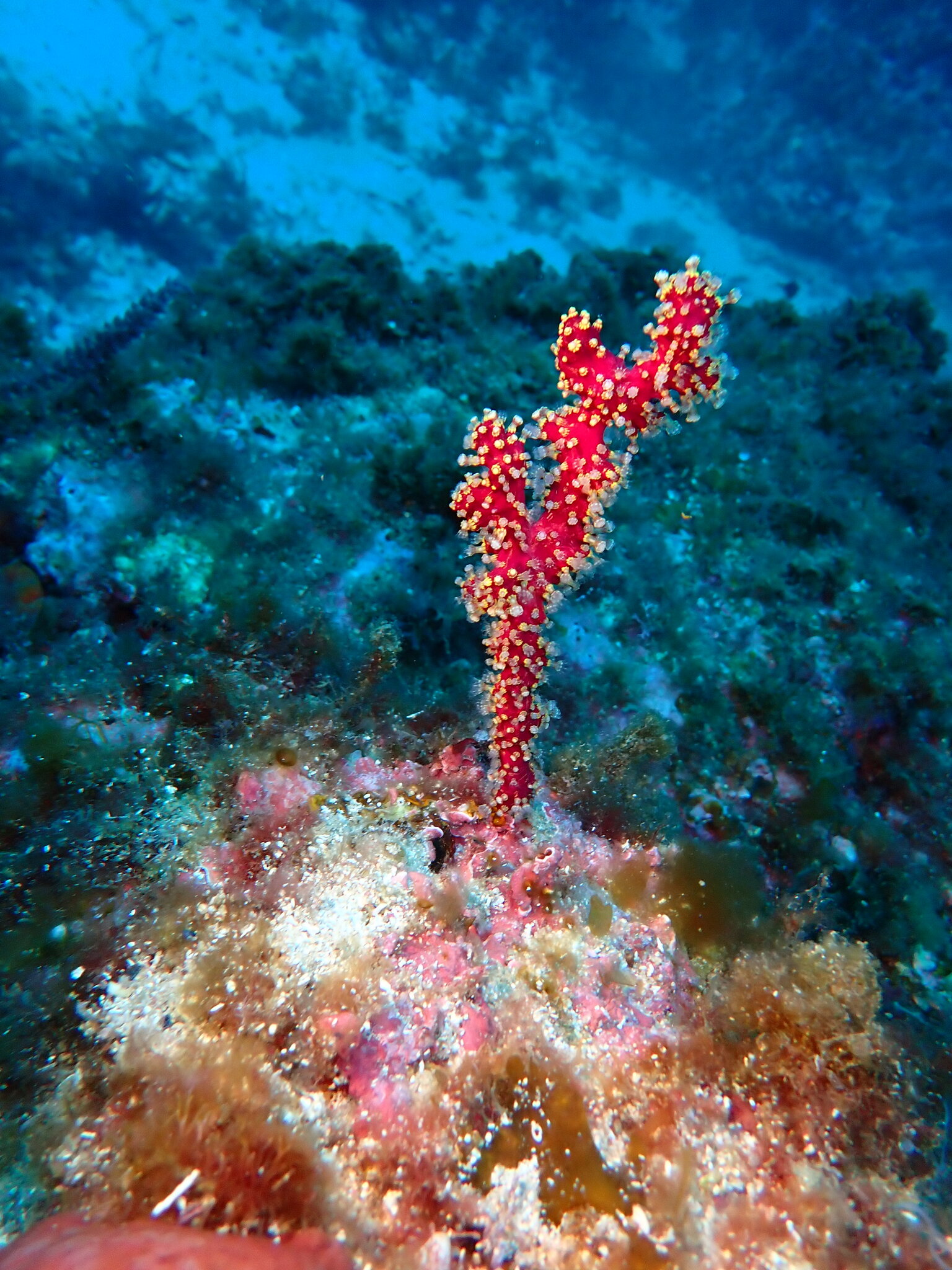 Alcyonium coralloides (Pallas, 1766)