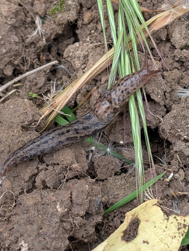 Leopard Slug