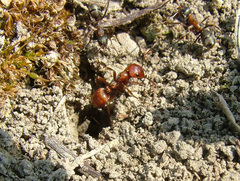 Polyergus rufescens