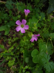 Oxalis debilis