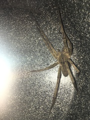 Phoneutria nigriventer