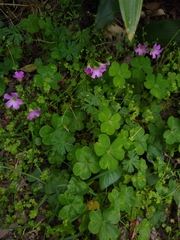 Oxalis debilis