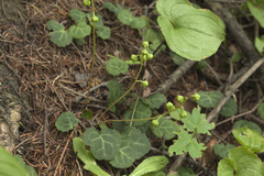 Pyrola renifolia
