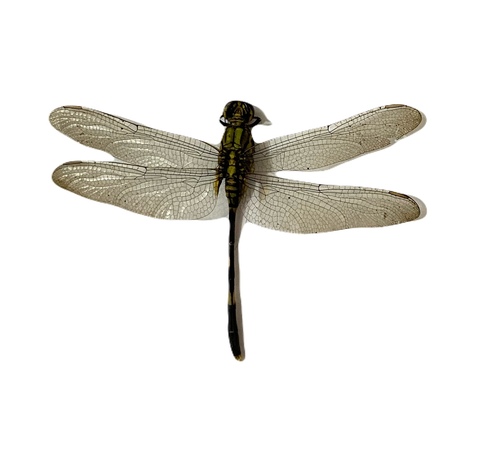 Slender Skimmer