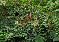 Indigofera jucunda