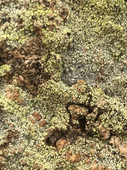 Acarospora schleicheri