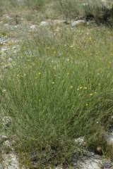 Chondrilla piptocoma