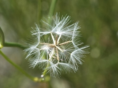 Chondrilla piptocoma