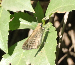 Pelopidas mathias mathias