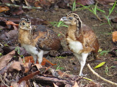 Great Curassow photo 4