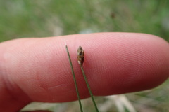 Eleocharis tuberculosa