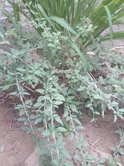 Origanum majorana