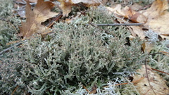 Cladonia multiformis