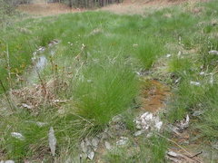 Eleocharis tuberculosa
