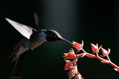 Oasis Hummingbird