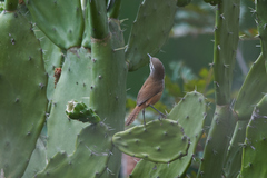 Cantorchilus modestus