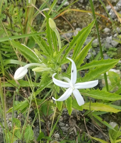 Star of Bethlehem