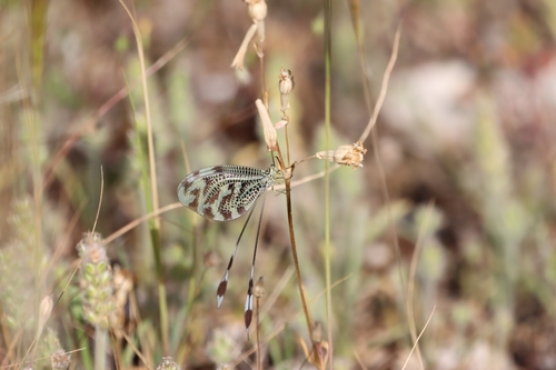 Greek Spoonwing
