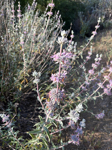 iNaturalist observation photo of purple sage