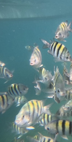 Abudefduf saxatilis