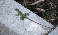 Basiliscus galeritus