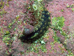 Lepidonotus melanogrammus